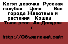 Котят девочки “Русская голубая“ › Цена ­ 0 - Все города Животные и растения » Кошки   . Тыва респ.,Ак-Довурак г.